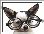 Wielkie, Ma�y, Piesek, Okulary